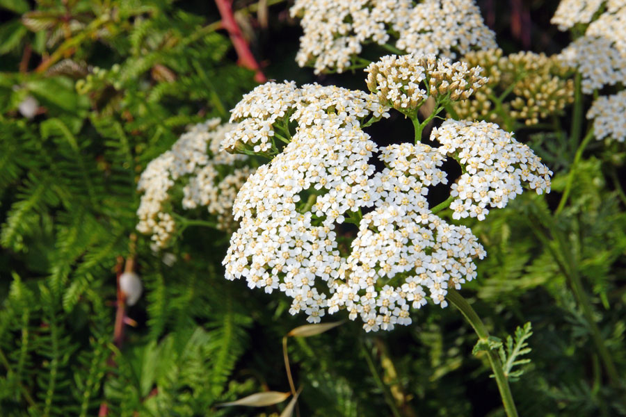 Achillea ligustica / Millefoglio ligure